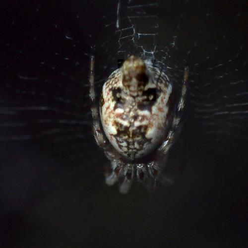 Cyclosa algerica